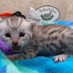 Mau Silver Male DOB 8-19-22