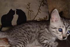 Sterling, Egyptian Mau, Silver Male #1 DOB 8-24-20