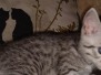 Sterling, Egyptian Mau, Silver Male #1 DOB 8-24-20