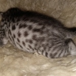 Mau, Silver, Male, DOB 8-24-20