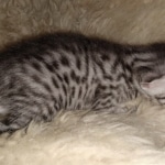 Mau, Silver, Male, DOB 8-24-20
