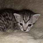 Mau, Silver, Male, DOB 8-24-20