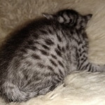 Mau, Silver, Male, DOB 8-24-20