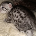 Mau, Silver, Male, DOB 8-24-20