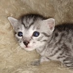 Mau, Silver, Male, DOB 8-24-20