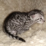 Mau, Silver, Male, DOB 8-24-20