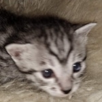 Mau, Silver, Male, DOB 8-24-20