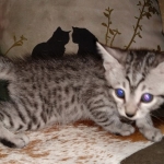 Mau, Silver, Male, DOB 8-24-20