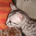 Mau, Silver, Male, DOB 8-24-20