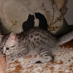 Mau, Silver, Male, DOB 8-24-20