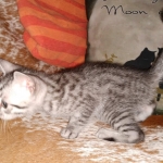 Mau, Silver, Male, DOB 8-24-20