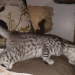 Mau, Silver, Male, DOB 8-24-20