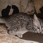 Mau, Silver, Male, DOB 8-24-20