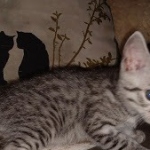 Mau, Silver, Male, DOB 8-24-20