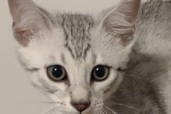 Moon Egyptian Mau Silver Male kitten #1 DOB 8-7-24