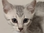 Moon Egyptian Mau Silver Male kitten #1 DOB 8-7-24