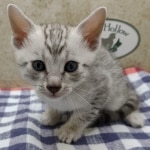 Available-silver-Male-Mau-a