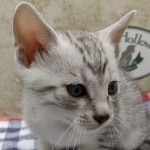 Available-silver-Male-Mau-aa