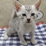 Available-silver-Male-Mau