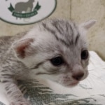 Egyptian Mau Silver Male DOB 8-7-24