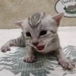 Egyptian Mau Silver Male DOB 8-7-24