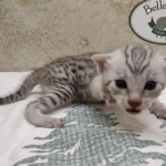Egyptian Mau Silver Male DOB 8-7-24
