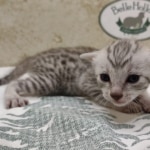 Egyptian Mau Silver Male DOB 8-7-24