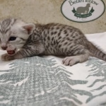 Egyptian Mau Silver Male DOB 8-7-24