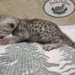 Egyptian Mau Silver Male DOB 8-7-24
