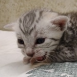 Egyptian Mau Silver Male DOB 8-7-24