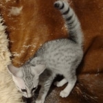 Silver-Mau-male-Kitten-a