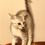 Silver-Mau-male-Kitten-b
