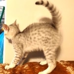 Silver-Mau-male-Kitten-c