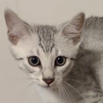 Silver-Mau-male-Kitten-d