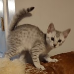 Silver-Mau-male-Kitten