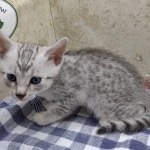 available-silver-Mau-male-