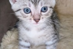 Egyptian Mau Silver Male #1 DOB 8-7-25