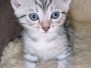 Egyptian Mau Silver Male #1 DOB 8-7-25