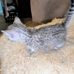 Silver-Mau-Male-Kitten