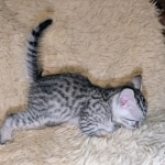 Silver-Mau-Male-Kitten