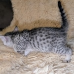 Silver-Mau-Male-Kitten