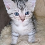 Silver-Mau-Male-Kitten