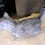Silver-Mau-Male-Kitten