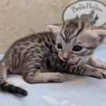 Silver-Mau-Male-Kitten-a