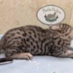 Silver-Mau-Male-Kitten-b