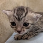 Silver-Mau-Male-Kitten-c