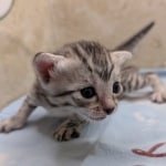 Silver-Mau-Male-Kitten-d