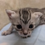 Silver-Mau-Male-Kitten-e