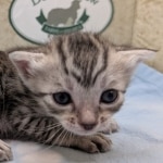 Silver-Mau-Male-Kitten