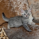 Silver-male-Mau-kitten-a